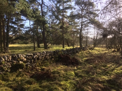 Woodland at the rear of Stonecrop.