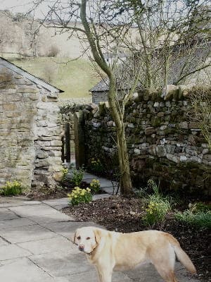 Dog friendly accommodation.