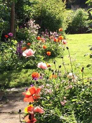 Stonecrop, garden flowers.